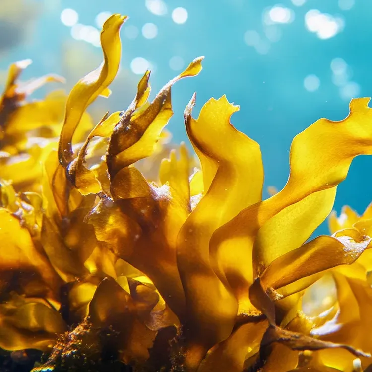 purisaki berberine patch ingredient fucoxanthin brown seaweed